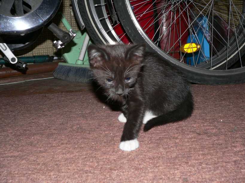 cats1.jpg
