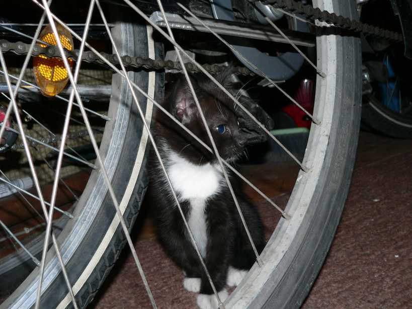 cats2.jpg