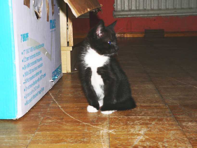 cats4.jpg