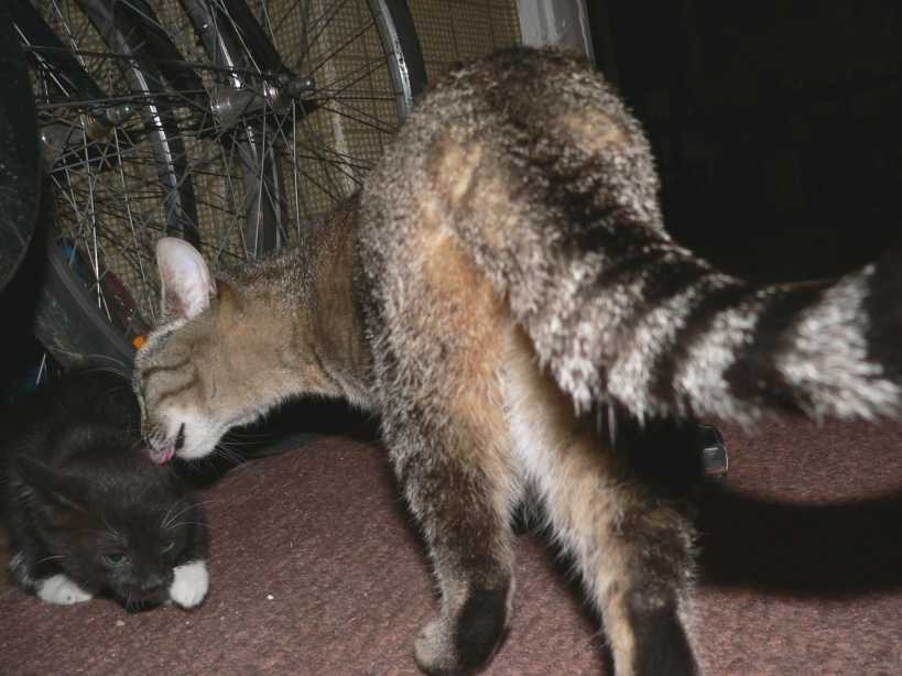 dinosaur attack.jpg