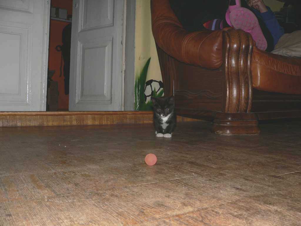 kats2.jpg