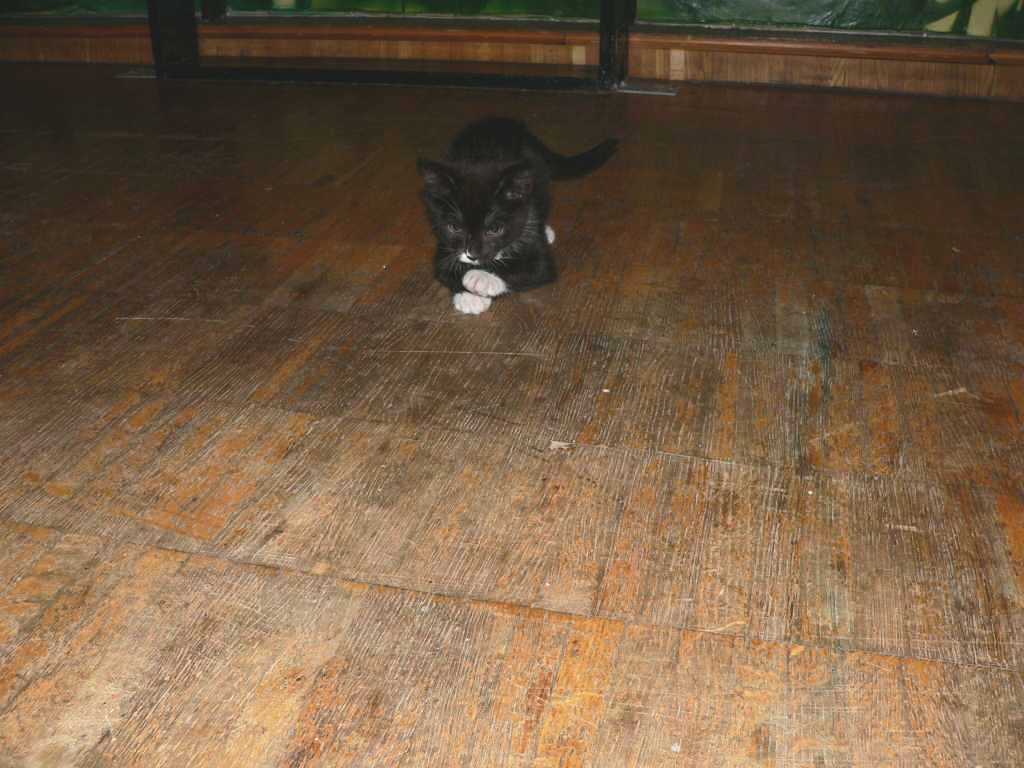 kats5.jpg